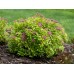 Спирея / Spiraea Japonica Спирея / Spiraea Japonica