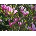 Магнолия "Сюзън" 0.80м. / Magnolia "Susan" 0.80 m. 