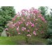 Магнолия "Сюзън" 0.80м. / Magnolia "Susan" 0.80 m. 