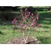 Магнолия "Сюзън" 0.80м. / Magnolia "Susan" 0.80 m. 