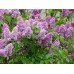 Люляк / Syringa Vulgaris