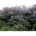 Люляк / Syringa Vulgaris
