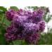 Люляк / Syringa Vulgaris
