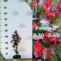 Фотиния "Литъл Ред Робин" -   Photinia Little Red Robin 0.30 м.- 0.40 м.
