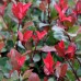 Фотиния "Литъл Ред Робин" -   Photinia Little Red Robin 0.30 м.- 0.40 м.
