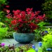 Фотиния "Литъл Ред Робин" -   Photinia Little Red Robin 0.30 м.- 0.40 м.
