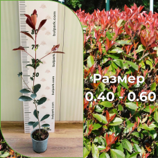 Фотиния "Ред Робин" -  Photinia "Red Robin" -  0.40м.- 0.60м.