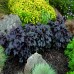 Хойхера   / Heuchera "Palace Purple"