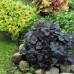 Хойхера / Heuchera "Obsidian" Хойхера / Heuchera "Obsidian"