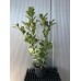 Лавровишна "Новита" / Prunus laurocerasus 0.50 м. - 0.70 м. 