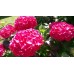 Хортензия червена / Hydrangea mac. "Red" Хортензия червена / Hydrangea mac. "Red"