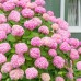 Хортензия розова / Hydrangea mac. "Pink sensation"