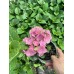 Хортензия розова / Hydrangea mac. "Pink sensation"
