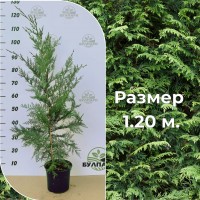 Кипарис "Лейланди"  (Лейландски кипарис) 1.20 м. 