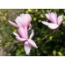Магнолия "Галакси" 0.80м / Magnolia "Galaxy" Магнолия "Галакси" 0.80м / Magnolia "Galaxy"