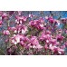 Магнолия "Галакси" 0.80м / Magnolia "Galaxy" Магнолия "Галакси" 0.80м / Magnolia "Galaxy"