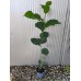 Магнолия "Галакси" 0.80м / Magnolia "Galaxy" Магнолия "Галакси" 0.80м / Magnolia "Galaxy"
