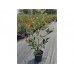 Фотиния "Ред Робин" -  Photinia "Red Robin" -  0.80 м.- 1.00 м. 