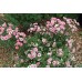 Мини Рози / Mini Rose - розова Мини Рози / Mini Rose - розова